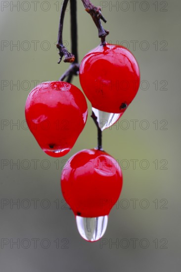 Water droplets on the fruit of the Guelder rose (Viburnum opulus Oldenburger Münsterland, Vechta, Lower Saxony, Germany