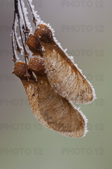 Maple seeds in hoarfrost, Vechta, Lower Saxony, Germany
