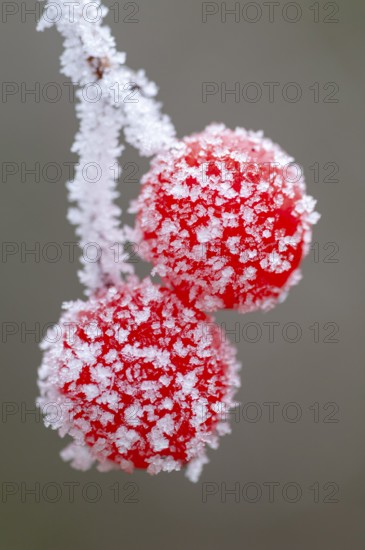 Hoarfrost on the fruit of the Guelder rose (Viburnum opulus), Oldenburger Münsterland, Vechta, Lower Saxony, Germany