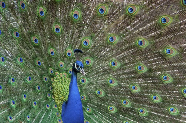 Peacock (P. scalloped ribbonfish) in ornamental plumage, Vechta, Lower Saxony, Germany