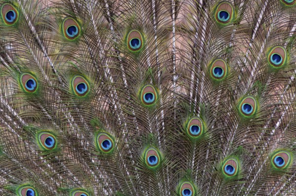 Decorative plumage of the peacock (P. Scalloped ribbonfish), Vechta, Lower Saxony, Germany