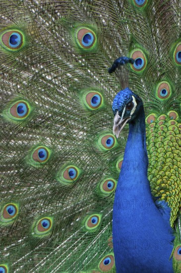 Peacock (P. scalloped ribbonfish) in ornamental plumage, Vechta, Lower Saxony, Germany