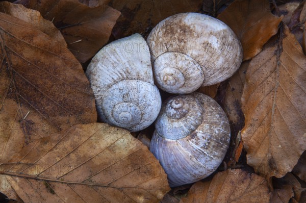 Shell of the vineyard snail (Helix pomatia), Ivenack, Mecklenburg-Western Pomerania, Germany