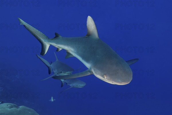 Underwater photo of small group of three Grey reef sharks (Carcharhinus amblyrhynchos) swimming through blue sea past coral reef, Pacific Ocean
