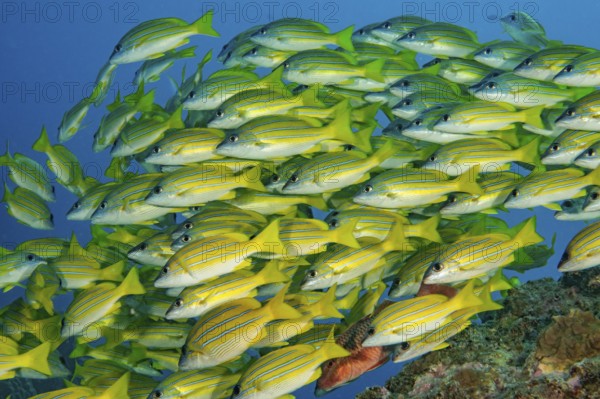 Underwater photo of school of blue-striped snappers (Lutjanus kasmira), Indian Ocean, Mauritius