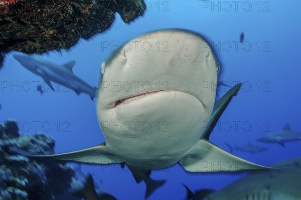 Underwater photo close-up of large Grey reef shark (Carcharhinus amblyrhynchos) swimming over coral reef very close with slightly open mouth aggressively directly towards viewer, Pacific Ocean