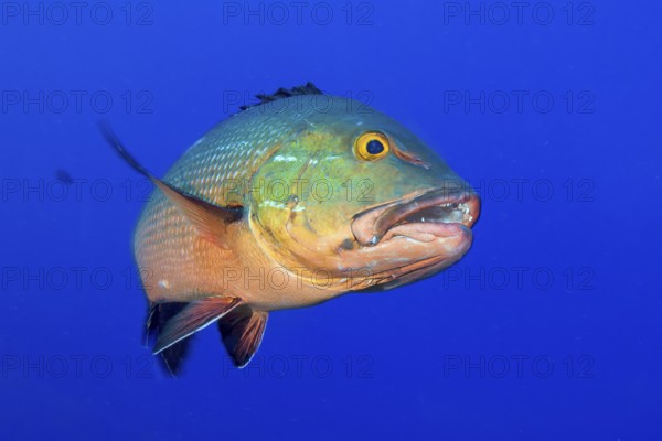 Purple snapper (Lutjanus erythropterus) shows teeth swims close to observer, Pacific Ocean