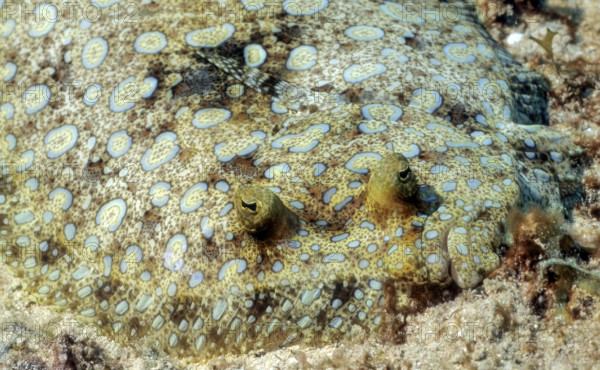 Underwater photo close-up frontal view of Caribbean Flatfish Peacock Turbot (Bothus lunatus), Caribbean, Dominican Republic