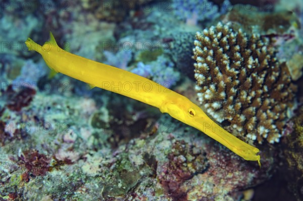 Underwater photo close-up of yellow Chinese trumpetfish (Aulostomus chinensis), Indian Ocean, Mauritius