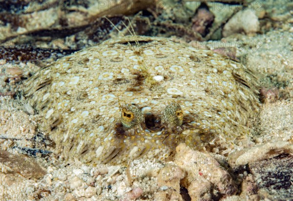 Underwater photo close-up frontal view of tropical flatfish peacock-eye butte (Bothus mancus) fish portrait, Pacific Ocean