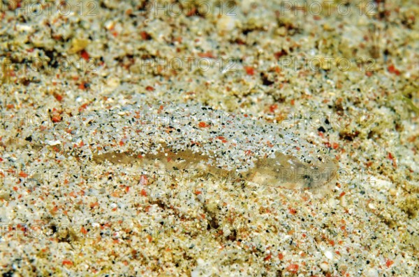 Underwater photo Extreme close-up of very small juvenile flatfish Butt (Bothus) in the centre of the picture covered with grains of sand and tiny pieces of coral, tropical seas, international