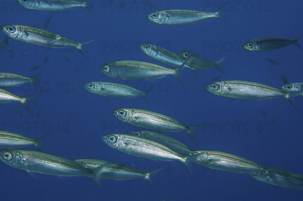 Underwater photo close-up of part of school of fish Atlantic European sardines (Sardina pilchardus), Eastern Atlantic, Macaronesian Archipelago, Fuerteventura, Spain