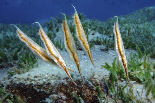 Underwater photo close-up group of small shoal of Aeoliscus punctulatus (Aeoliscus punctuatus) drifting with the ocean current over seagrass meadow (Halophila stipulacea), Red Sea, Aqaba, Jordan