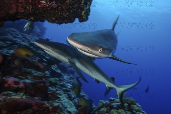 Underwater photo Close-up of two specimens Grey reef shark (Carcharhinus amblyrhynchos) Grey reef sharks Predatory fish swimming in coral reef very close to viewer, Pacific Ocean