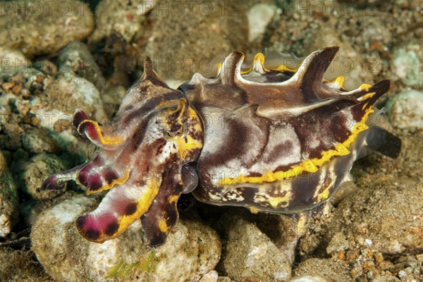 Underwater photo close-up of poisonous pepper cuttlefish (Metasepia pfefferi), flaming cuttlefish, Pacific Ocean, Philippine Sea, Mindoro, Philippines