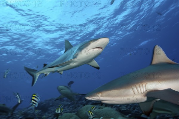 Underwater photo of two specimens Grey reef shark (Carcharhinus amblyrhynchos) Grey reef sharks Predatory fish swimming in coral reef very close to viewer, Pacific Ocean