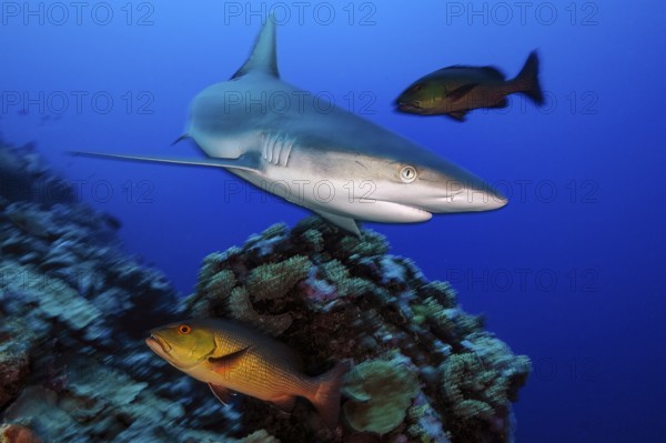 Underwater photo of Grey reef shark (Carcharhinus amblyrhynchos) large predator fish swimming over coral reef directly close to viewer, Indian Ocean, Pacific Ocean