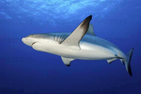 Large female Grey reef shark (Carcharhinus amblyrhynchos) Shark swimming below the surface through open water blue sea, Red Sea, Indian Ocean, Pacific Ocean