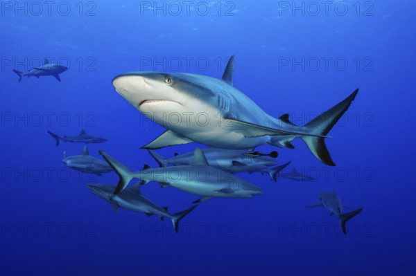 Underwater photo of small group of Grey reef sharks (Carcharhinus amblyrhynchos) swimming through blue open sea open water, Pacific Ocean