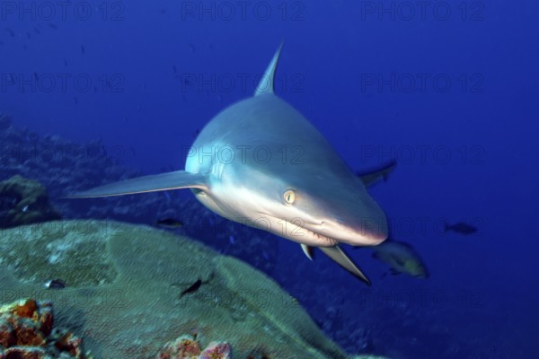 Underwater photo close-up of Grey reef shark (Carcharhinus amblyrhynchos) swimming over coral reef with slightly open mouth very close to viewer, Pacific Ocean