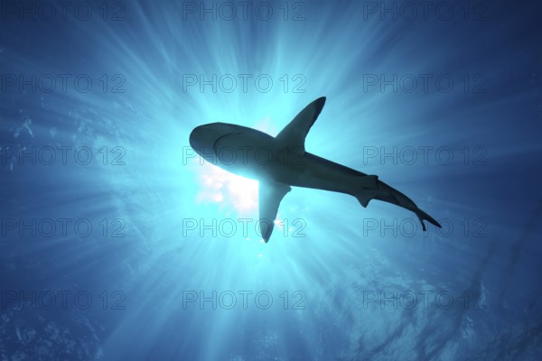 Underwater photo backlit shot with silhouette of large shark (Carcharhinus) swimming below sea surface above sun rays sun shining through water surface, internal