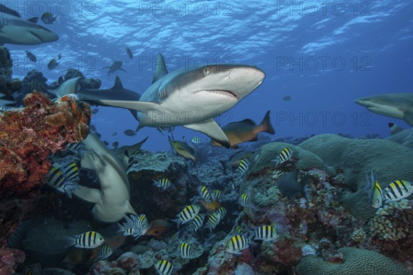 Underwater photo of Grey reef shark (Carcharhinus amblyrhynchos) large predator chases prey in school of damselfish Indo-Pacific sergeant (Abudefduf vaigiensis) Indo-Pacific sergeant swims over coral reef with slightly open mouth past viewer, Pacific Ocean