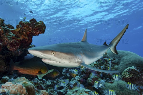 Underwater photo close-up of Grey reef shark (Carcharhinus amblyrhynchos) large predatory fish swimming over coral reef with slightly open mouth directly close to viewer, Pacific Ocean