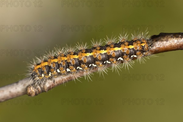 Caterpillar of the owl moth Jersey tiger (Euplagia quadripunctaria) with light-coloured bristles, Valais, Switzerland