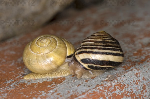 Mating of the garden ribbon snail (Cepaea hortensis), Valais, Switzerland