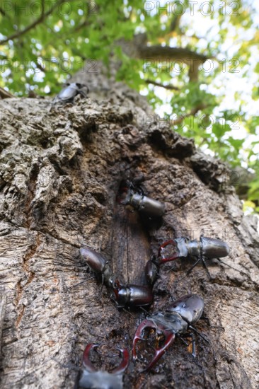 Several black stag beetles (Lucanus cervus) sucking sugary plant sap at a so-called leak site on a pedunculate oak (Quercus robur), Damme, Dammer Berge, Südoldenburger Land, Lower Saxony, Germany