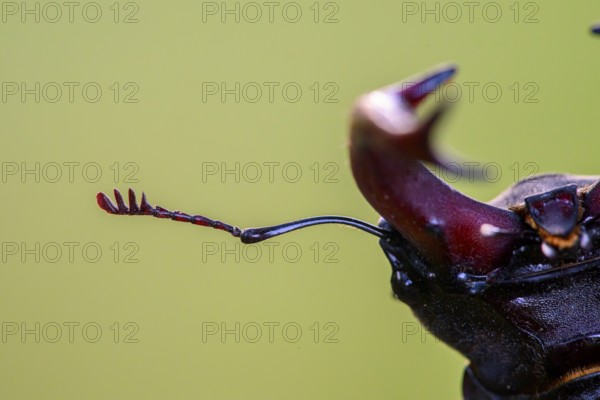 Close-up of a stag beetle (Lucanus cervus) with distinctive antennae and brown colour tones on a green background, Damme, Dammer Berge, Südoldenburger Land, Lower Saxony, Germany