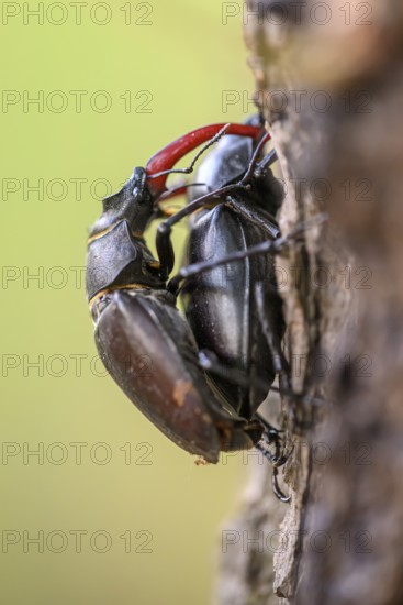 Mating copula of two stag beetles (Lucanus cervus) on an English oak (Quercus robur), Damme, Dammer Berge, Südoldenburger Land, Lower Saxony, Germany