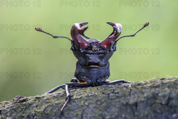 A stag beetle (Lucanus cervus) with raised antennae sitting on a tree trunk on a pedunculate oak (Quercus robur), Damme, Dammer Berge, Südoldenburger Land, Lower Saxony, Germany