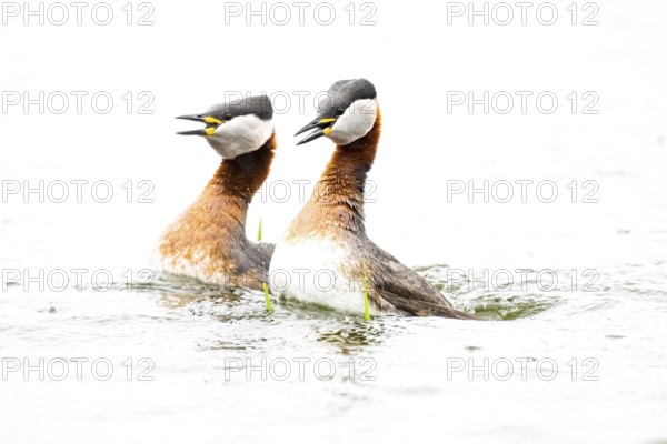 Two red-necked grebes (Podiceps grisegena) mating on a light-coloured water surface against a white background, high key image, East Westphalia, North Rhine-Westphalia, Germany