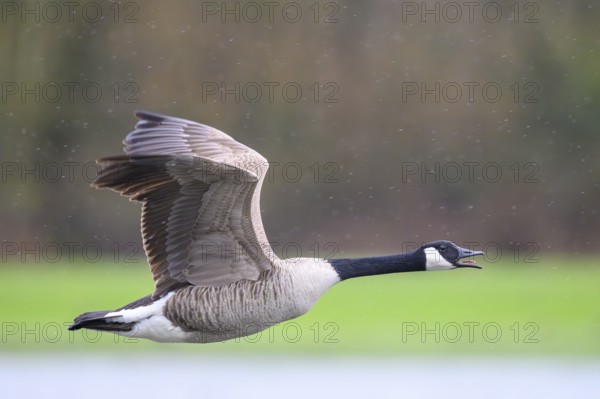 A Canada goose (Branta canadensis) in flight against a blurred green landscape and light raindrops, East Westphalia, North Rhine-Westphalia, Germany