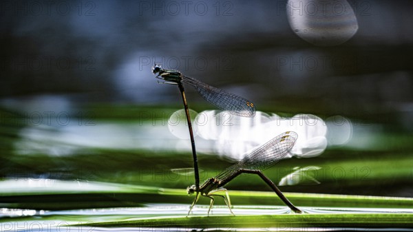 Velsen, Warendorf, North Rhine-Westphalia, Germany, Two dragonflies sitting on a blade of grass above water with reflecting light, Two dragonflies on a blade of grass reflected in water with sunlight