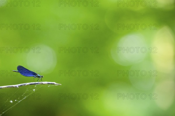 A male blue-winged damselfly (Calopteryx virgo (Linnaeus, 1758) sits on a branch in front of a blurred and friendly green background, Melle, Lower Saxony, Germany