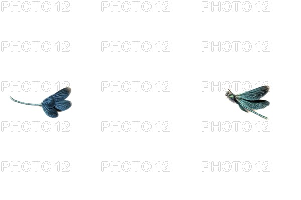 Two blue-winged damselflies (Calopteryx virgo (Linnaeus, 1758) flying in front of a white background, minimalist image, Melle, Lower Saxony, Germany