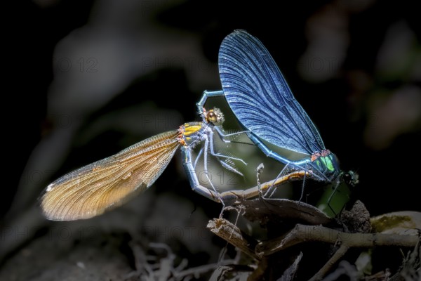 Two blue-winged damselflies (Calopteryx virgo (Linnaeus, 1758) mating on a branch, Melle, Lower Saxony, Germany