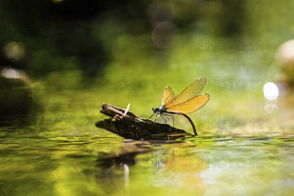 A female blue-winged damselfly (Calopteryx virgo (Linnaeus, 1758) sits on a branch and lays her eggs, surrounded by shining water and sunbeams, Melle, Lower Saxony, Germany