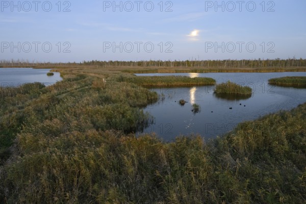 Wide moor landscape with water areas and reeds under moonlight, Anklamer Stadtbruch, Bugewitz, Mecklenburg-Western Pomerania, Germany