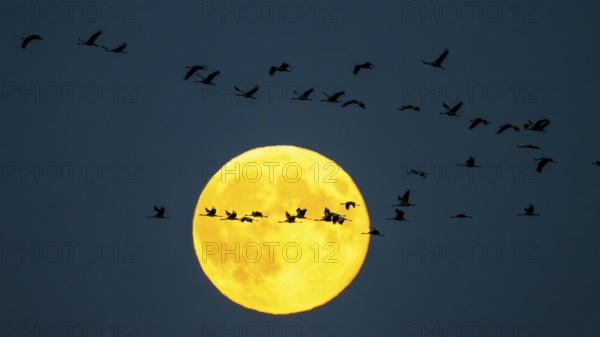 Cranes (Grus grus) l flying in front of a large, yellow full moon in the night sky, Bugewitz, Mecklenburg-Vorpommern, Germany