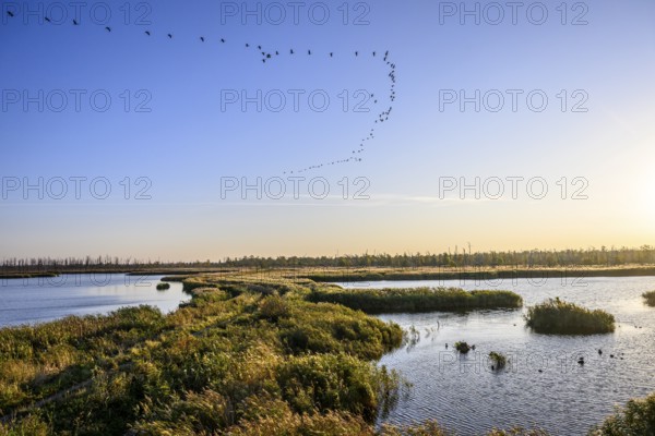 A landscape with a flock of birds in the morning sky, birds flying over humid landscape at sunset, clear sky, Anklamer Stadfbruch, Bugewitz, Mecklenburg-Western Pomerania, Germany