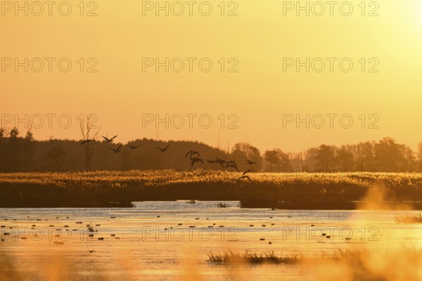 Birds fly across a lake at sunset in orange light, Anklamer Stadtbruch, Bugewitz, Mecklenburg-Vorpommern, Germany
