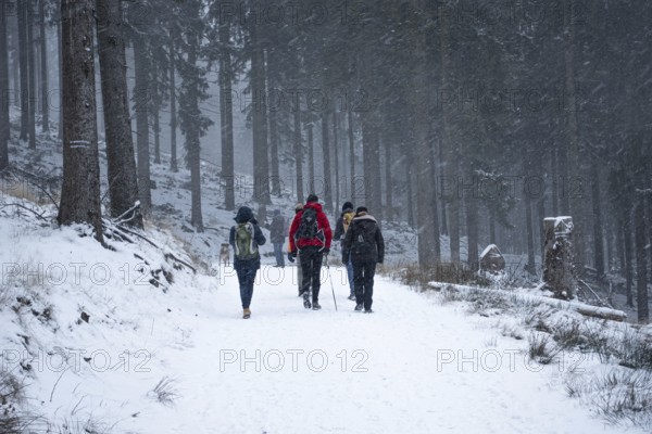 A group of hikers walks in snowfall on a forest path on the Großer Feldberg im Taunus (Hesse), Großer Feldberg im Taunus, Schmitten, Hesse, Germany