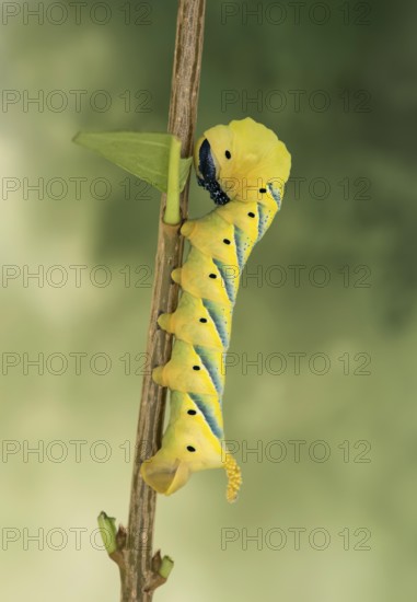 Caterpillar of the death's-head hawkmoth (Acherontia atropos) on a privet branch, Valais, Switzerland