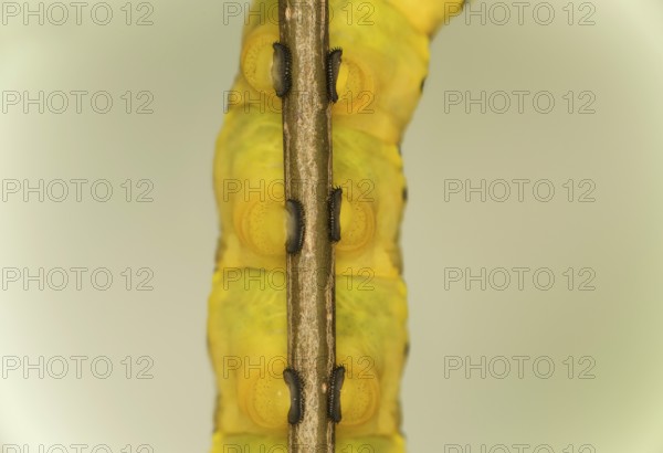Close-up of three pairs of abdominal feet, Proleg, of the caterpillar of the death's head hawkmoth (Acherontia atropos), Valais, Switzerland