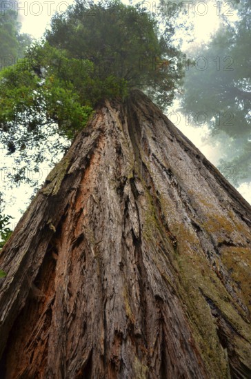 Redwood tree, Redwood National and State Parks, National Park of the USA on the Californian Pacific Coast, California, USA