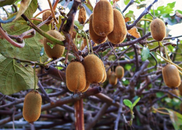 Kiwi, kiwi fruit or Chinese gooseberry, soft fruit, funny name for inhabitants, New Zealand