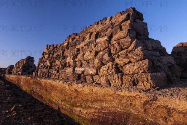 Peat in winter moor, Goldenstedt, Lower Saxony, Germany